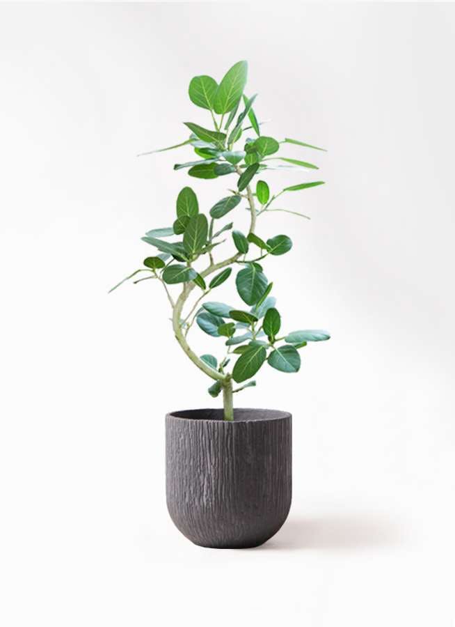 植木鉢　Murmures(ミュールミル) 植木鉢 Murmures(ミュールミル)
