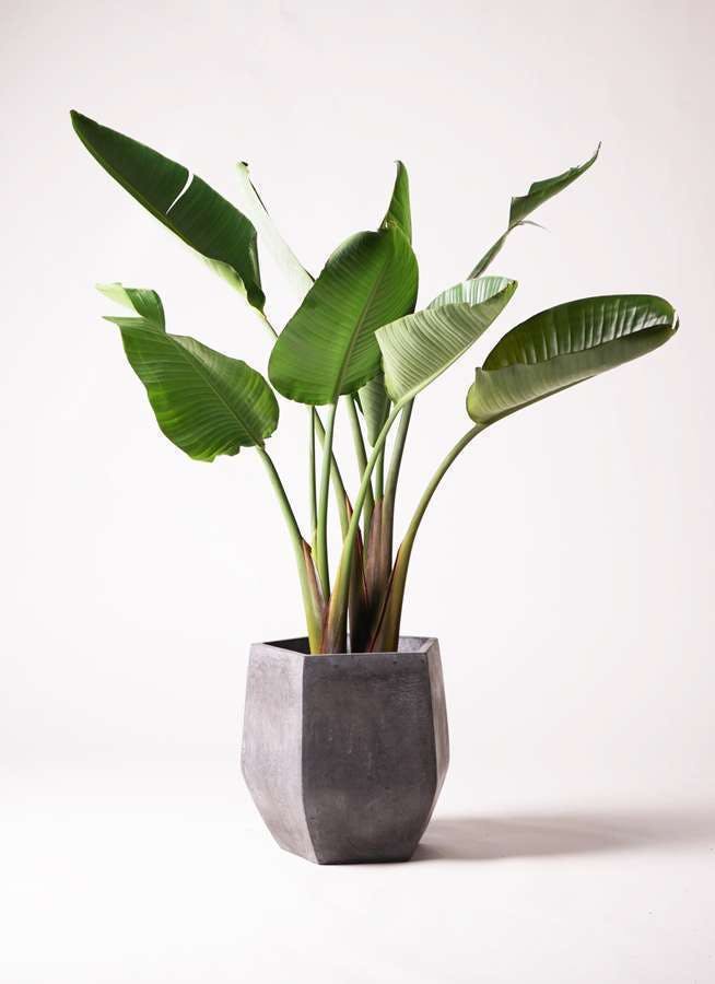 贈り物にも リビングの観葉植物はセットでコーディネート ひとはなノート 贈り物にも リビングの観葉植物はセットでコーディネート ひとはなノート