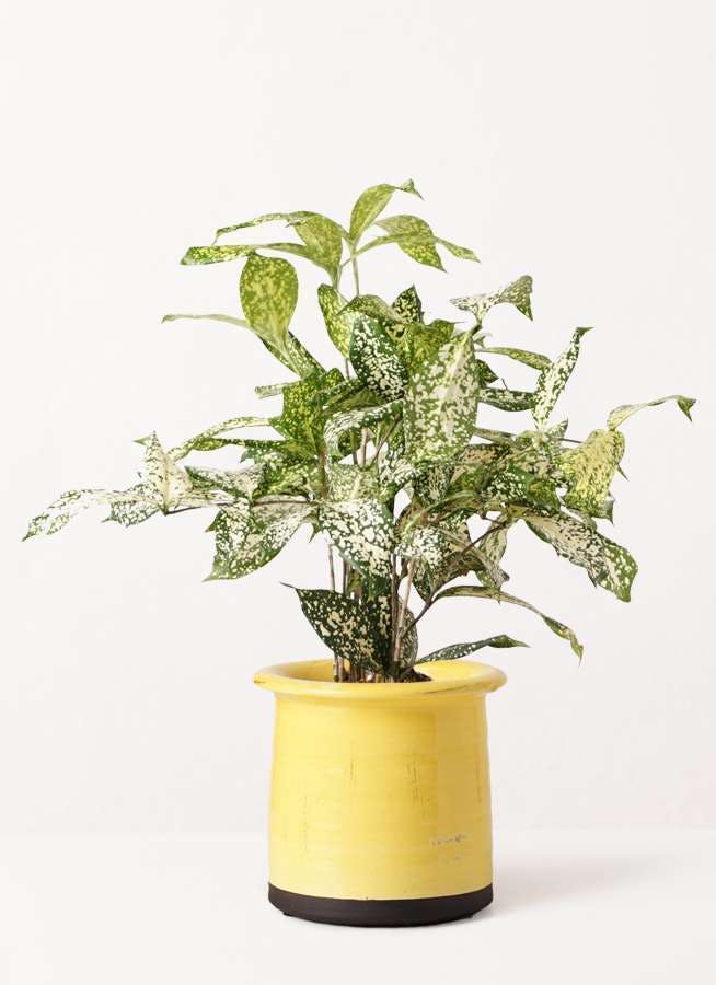 キッチンの観葉植物 セットで選んでファンタスティック空間に ひとはなノート キッチンの観葉植物 セットで選んでファンタスティック空間に ひとはなノート