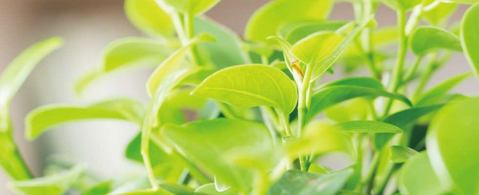 可愛らしい観葉植物フィカス ナナを購入するなら通販サイトで！ | ひと