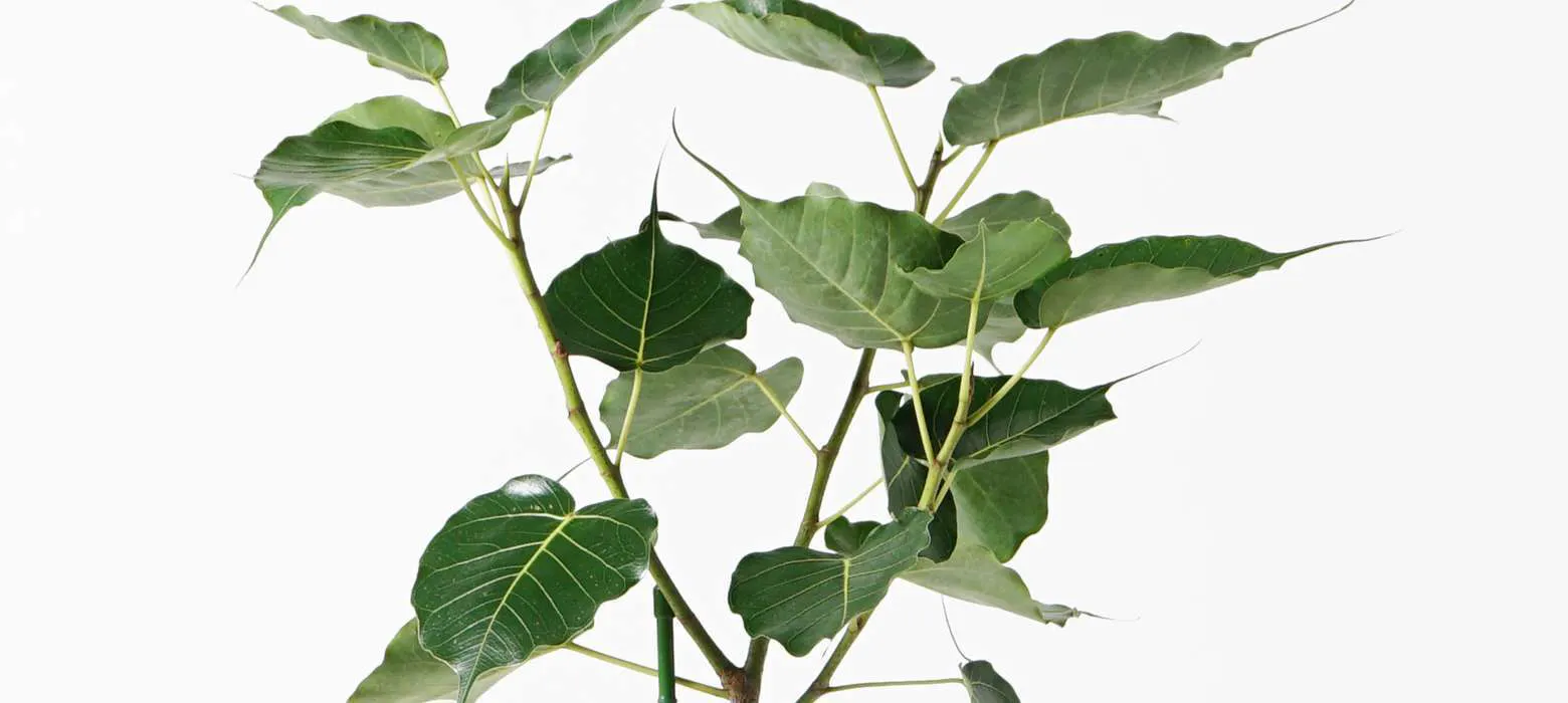 神聖な樹インドボダイジュをインテリアに取り入れよう ひとはなノート 神聖な樹インドボダイジュをインテリアに取り入れよう ひとはなノート