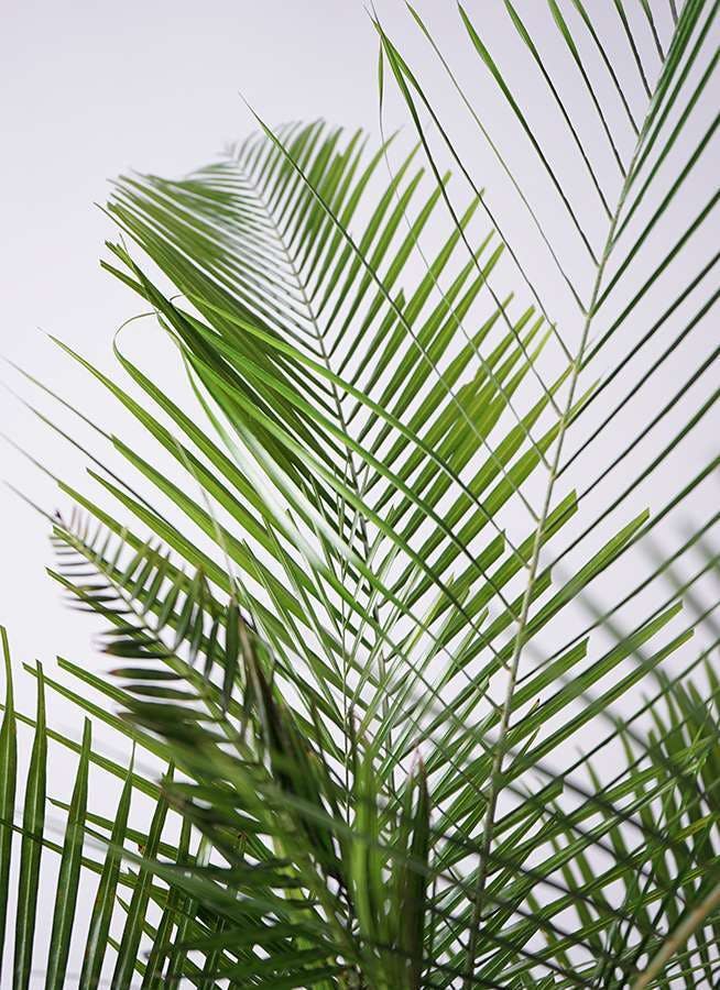 ① ヒメヤシ 【ブラジルヒメヤシ】10号 2株植え 希少種 | www.stamayk