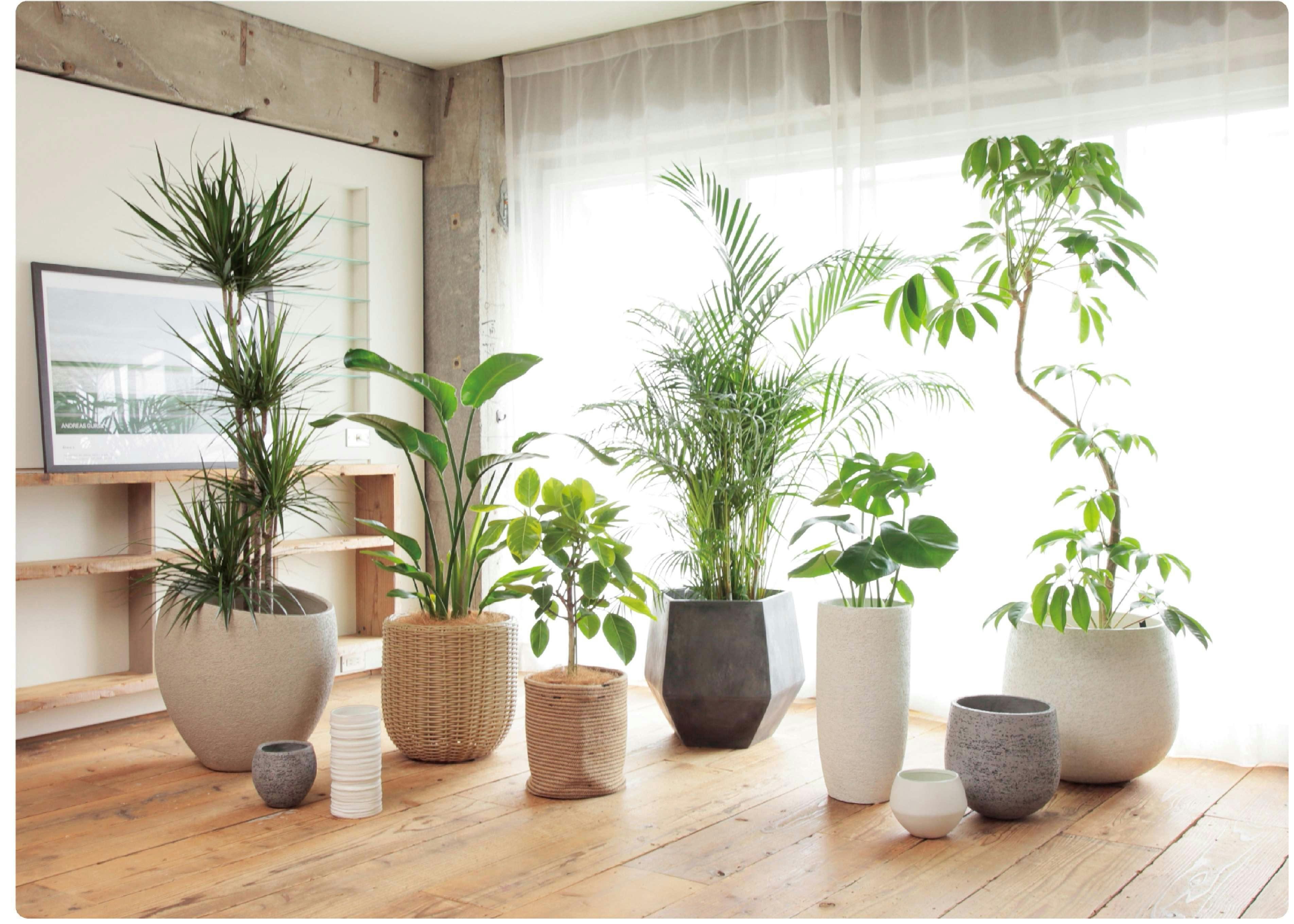 オシャレ 観葉植物 グルジアゴム