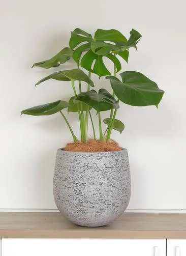 根上がり 陶器鉢 大型 弱々しかっ 植え込み発送 モンステラ
