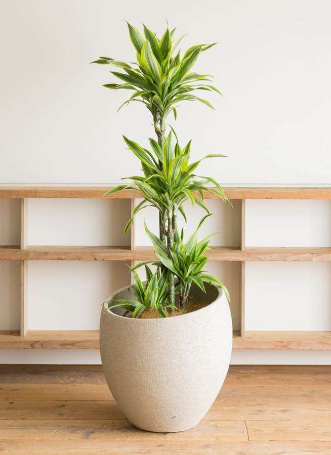 爽やかな観葉植物ドラセナ ワーネッキー レモンライムの育て方 | ひと