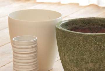 神聖な樹木 インドボダイジュの育て方 | ひとはなノート