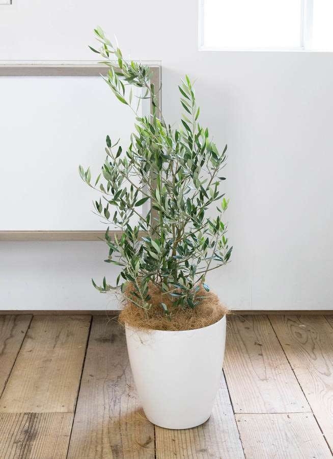 実が沢山付いてます！実をしみたい方にオススメのオリーブ・アルベキナ