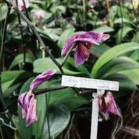 「花が終わったら」に関するまとめ
