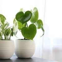 「観葉植物」に関するまとめ