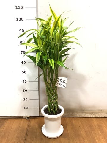観葉植物 ドラセナ ミリオンバンブー（幸運の竹） 7号 プラスチック鉢