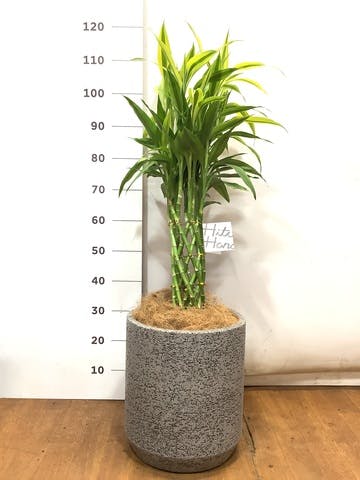 観葉植物 ドラセナ ミリオンバンブー（幸運の竹） 7号 Eco Stone（エコストーン） シリンダータイプ  Gray 付き