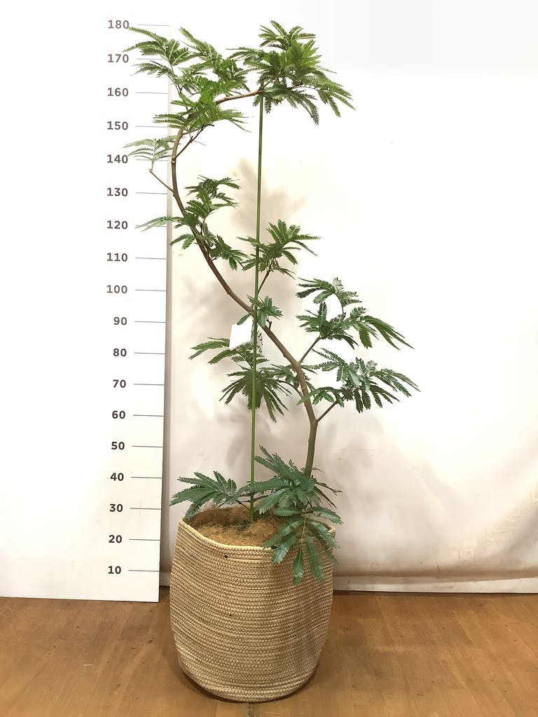 観葉植物 エバーフレッシュ 10号 曲り リブバスケットNatural 付き