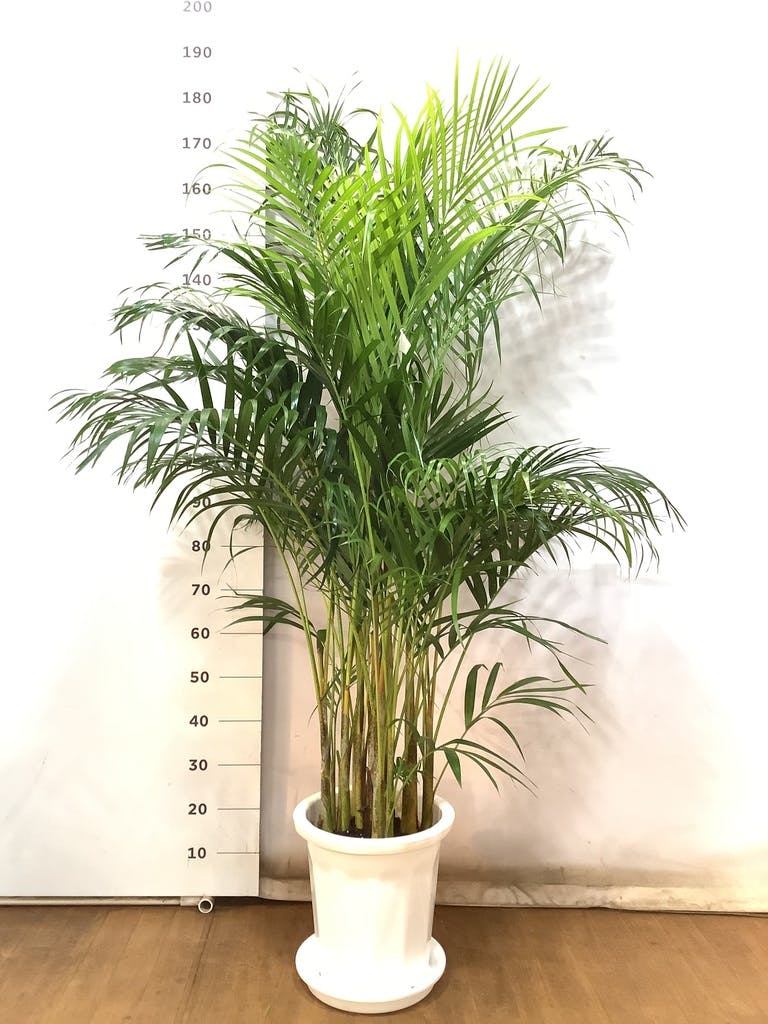 観葉植物 アレカヤシ 10号 ラスターポット 付き | 観葉植物なら