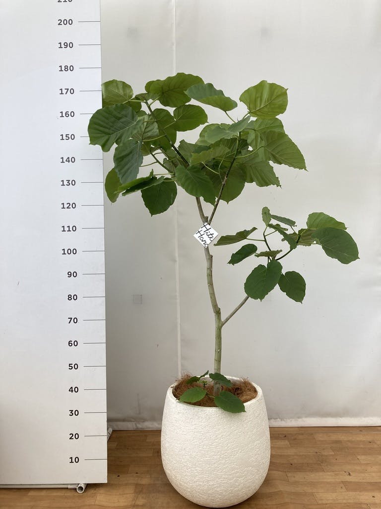 観葉植物 フィカス ウンベラータ 10号 ノーマル ファイバークレイ