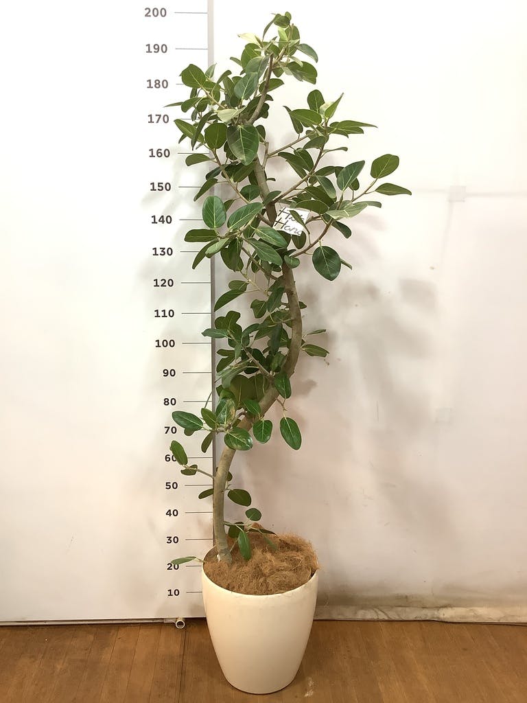 ウバメガシ№2 剪定済 幅1.5m高さ3.5m