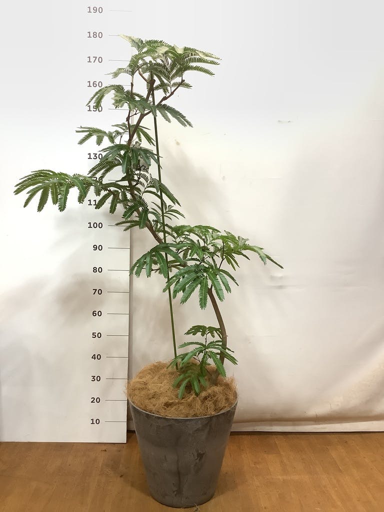 10/15まで値下げ エバーフレッシュ 曲がり 10号相当 約175cm