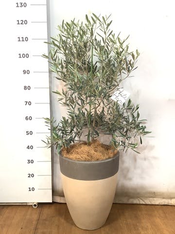 観葉植物 オリーブの木 8号 デルモロッコ ファイバーストーンカプリ サンディホワイト 付き