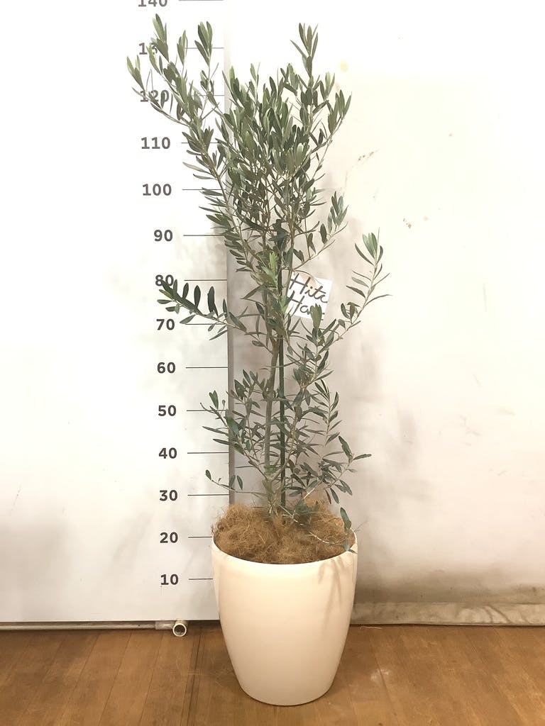オリーブ・チプレッシーノ L | 観葉植物の通販 AND PLANTS