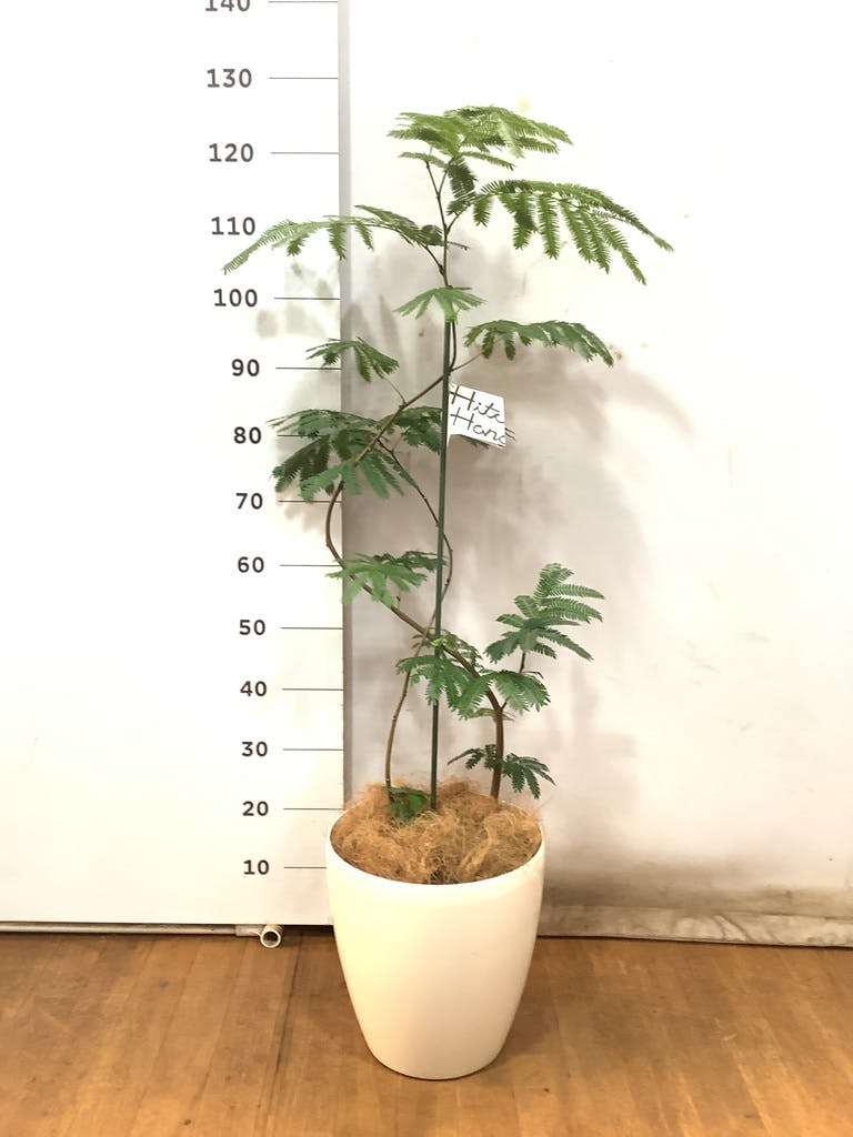 観葉植物 エバーフレッシュ 8号 曲り ラスターポット 付き | 観葉植物