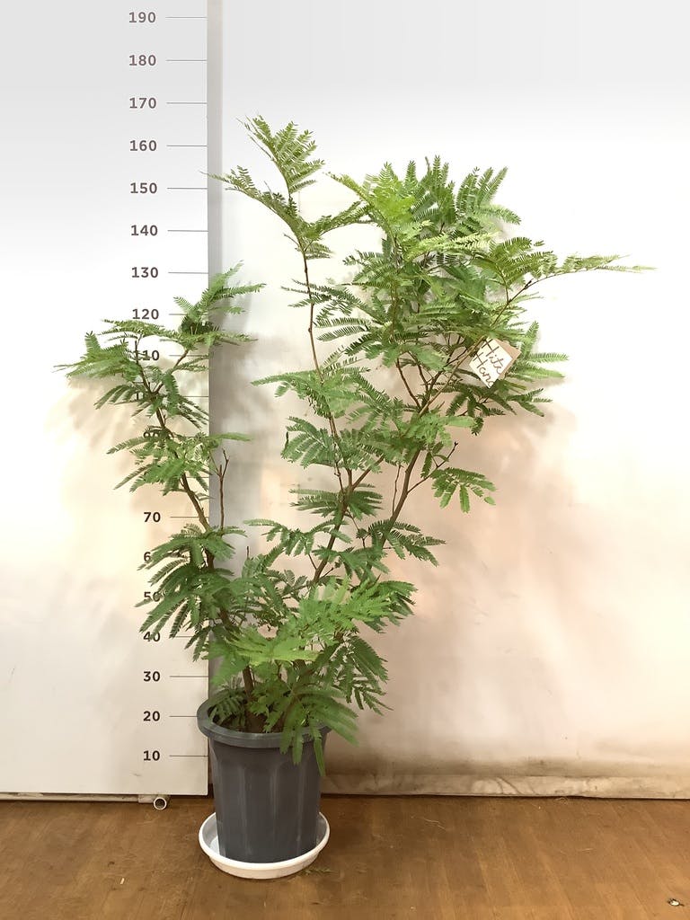 10/15まで値下げ エバーフレッシュ 曲がり 10号相当 約175cm