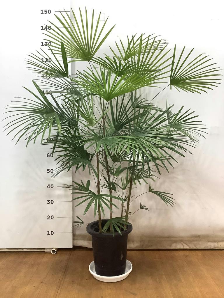 観葉植物 ウンナンシュロチク 8号 プラスチック鉢 | 観葉植物なら