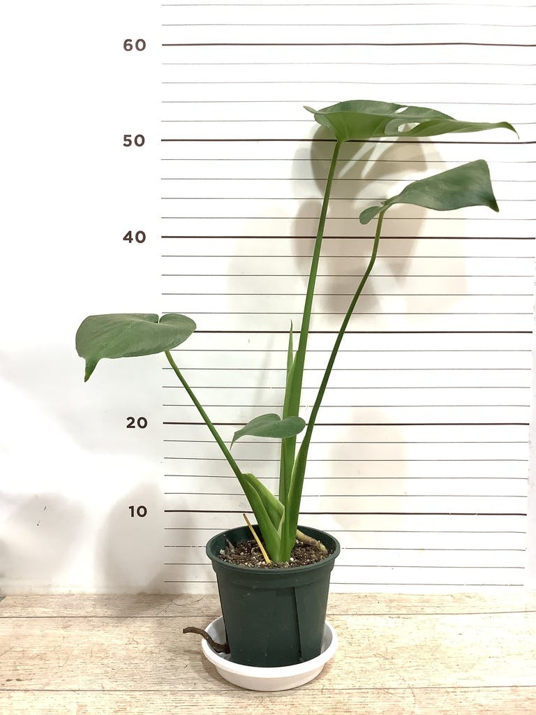 観葉植物 モンステラ 4号 ボサ造り プラスチック鉢 | 観葉植物なら