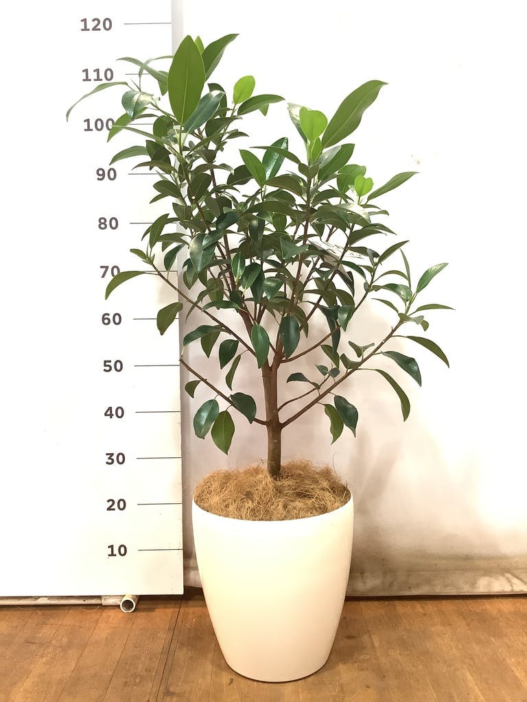 観葉植物 フランスゴムの木 【120cm】 8号 ユキ #72135 | 観葉植物なら
