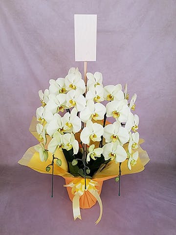 淡い黄色のランの花胡蝶蘭大輪花付き5鉢 2025 フラワー・ガーデニング 淡い黄色のランの花胡蝶蘭大輪花