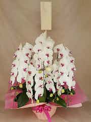 30 000円の胡蝶蘭の通販 Hitohana ひとはな