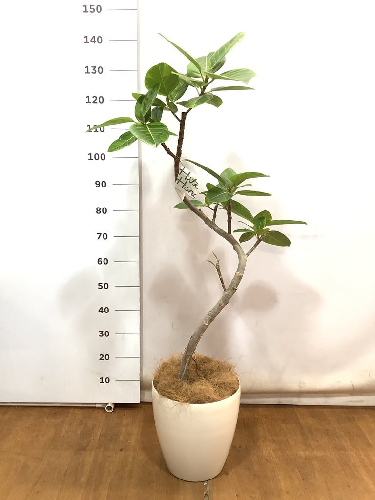 観葉植物 フィカス アルテシーマ 8号 曲り ラスターポット 付き | 観葉