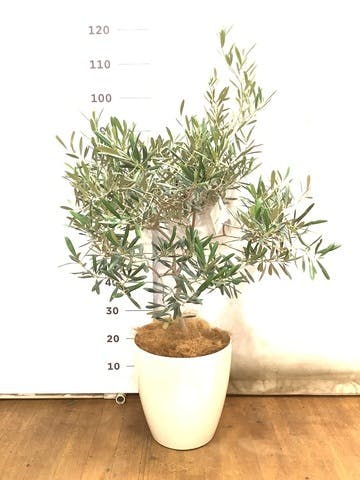 観葉植物 オリーブの木 8号 デルモロッコ ラスターポット 付き