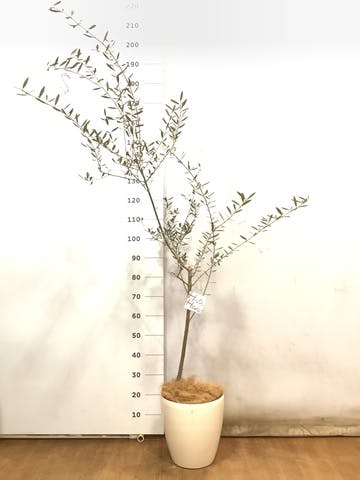 観葉植物 オリーブの木 8号 マンザニロ ラスターポット 付き