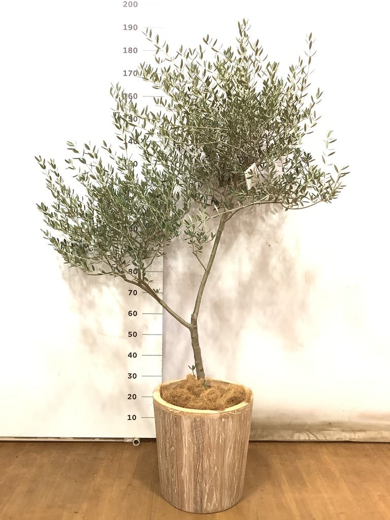 観葉植物 オリーブ 10号 創樹 プラスチック鉢 | 観葉植物ならHitoHana