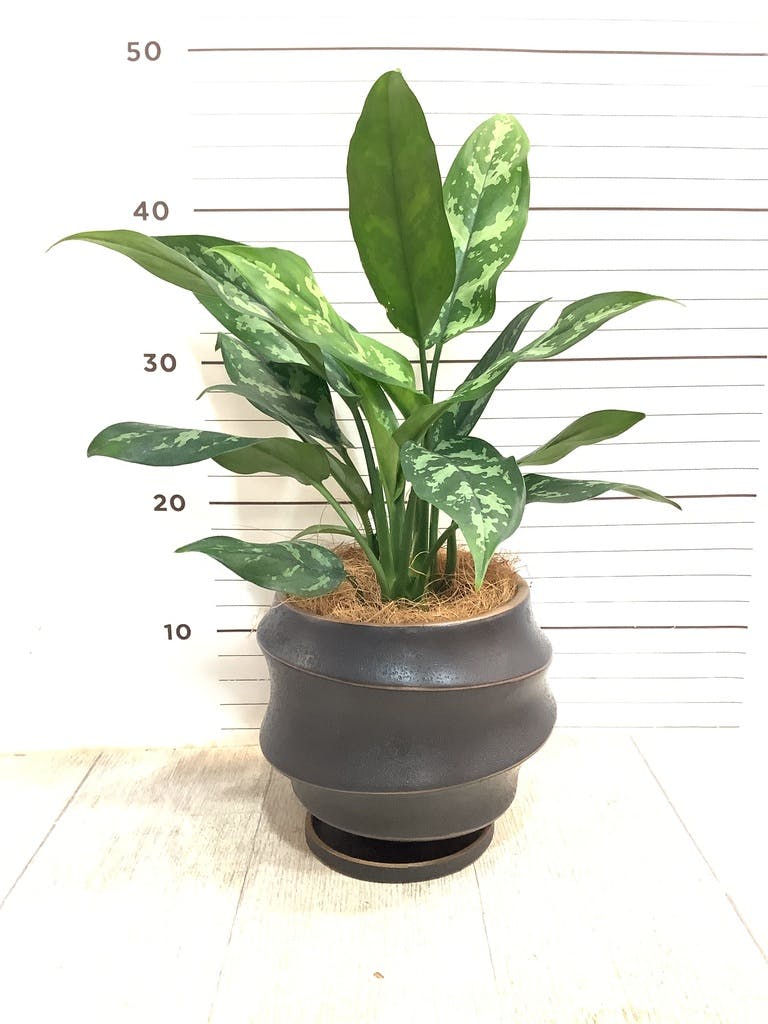 観葉植物 アグラオネマ 4号 ラバポット 付き | 観葉植物なら