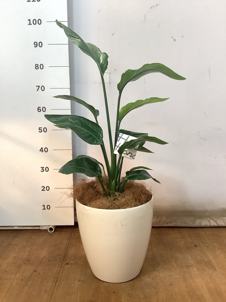観葉植物 オーガスタ 8号 プラスチック鉢 | 観葉植物ならHitoHana(ひと