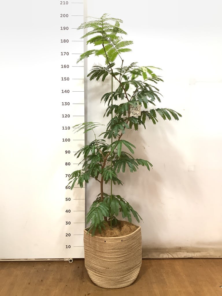 観葉植物 エバーフレッシュ 10号 曲り リブバスケットNatural 付き | 観葉植物ならHitoHana(ひとはな)