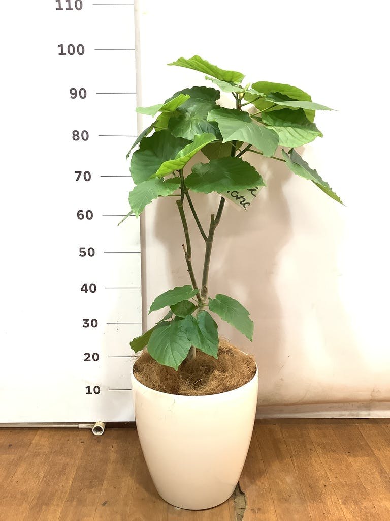 観葉植物 フィカス ウンベラータ 8号 ノーマル ラスターポット