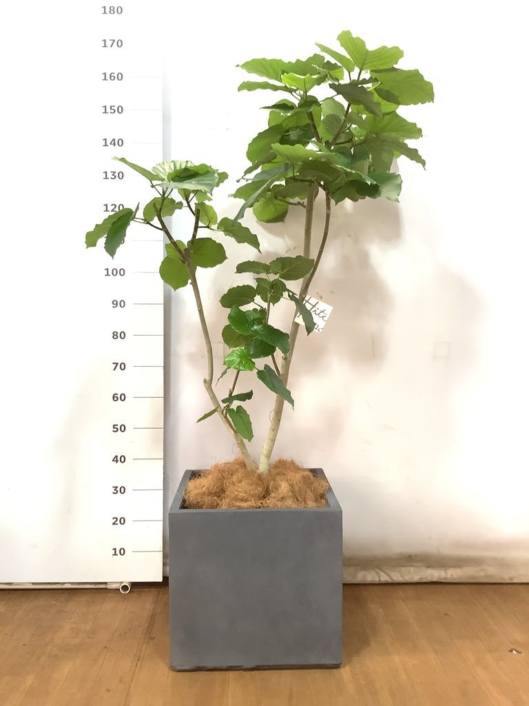 観葉植物 フィカス ウンベラータ 10号 ノーマル ファイバークレイ