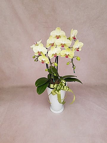 ミディ胡蝶蘭 イエロー クロコ鉢 2本立ち | 胡蝶蘭ならHitoHana(ひとはな)