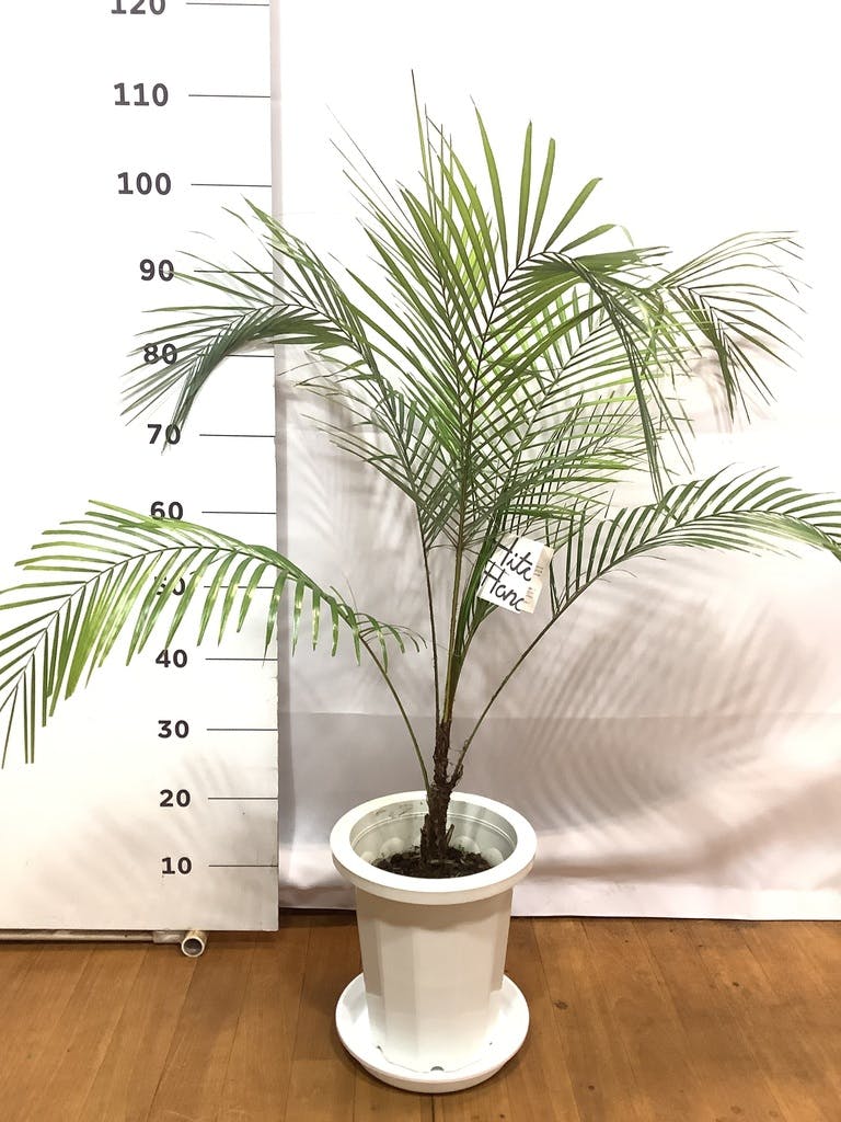 希少】ヒメヤシ ヒメココス 8号 120cm