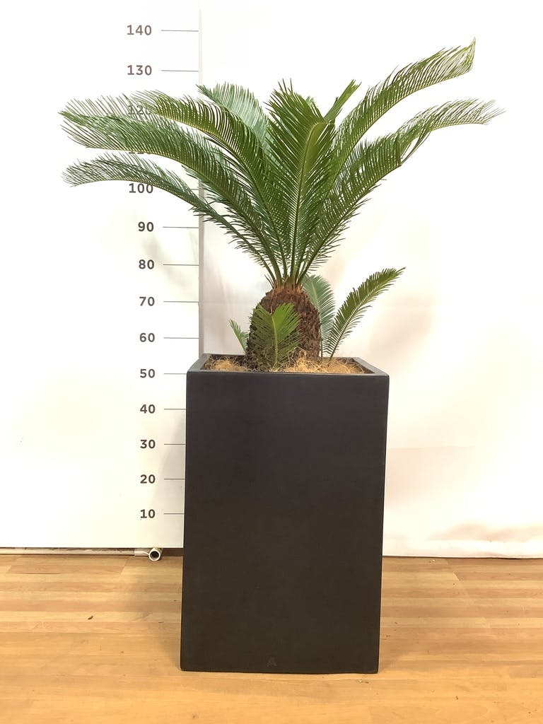 存在感あるソテツ　10号　60センチ 現品 楽天市場】【現品発送】ソテツ（蘇鉄) 苗木 10号セラアート