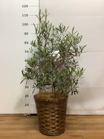 観葉植物 オリーブの木 8号 デルモロッコ 竹バスケット 付き