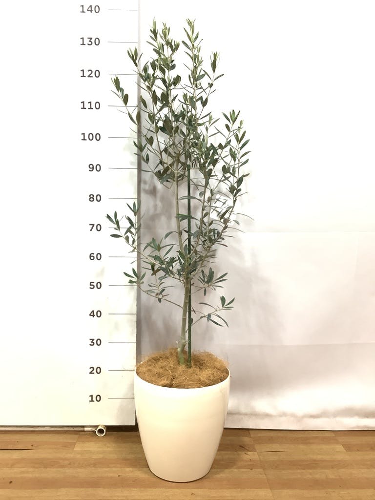 オリーブ・チプレッシーノ L | 観葉植物の通販 AND PLANTS