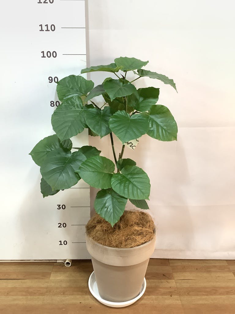 観葉植物 フィカス ウンベラータ 【お祝いにおすすめ】8号 アート