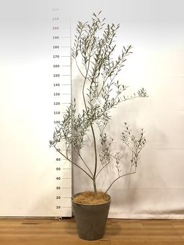 観葉植物 オリーブの木 8号 マンザニロ アートストーン ラウンド グレー 付き