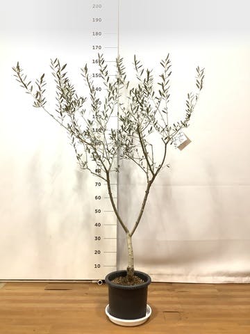 観葉植物 オリーブの木 8号 マンザニロ プラスチック鉢