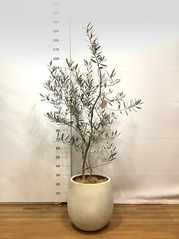 観葉植物 オリーブの木 8号 カラマタ テラニアス バルーン アンティークホワイト 付き