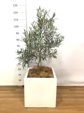 観葉植物 オリーブの木 8号 デルモロッコ バスク キューブ 付き