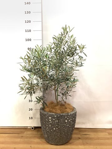 観葉植物 オリーブの木 8号 デルモロッコ アビスソニアミドル 灰 付き