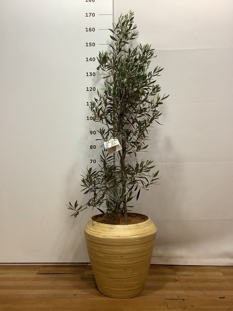 観葉植物 オリーブの木 10号 チプレッシーノ アルマ ミドル 付き